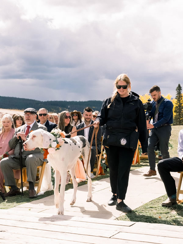 A Here Comes The Floof attendant walking a Great Dane in a floral collar down the aisle as seated guests watch