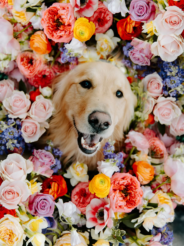 A golden retriever's face framed by a dense ring of brightly coloured wedding flowers