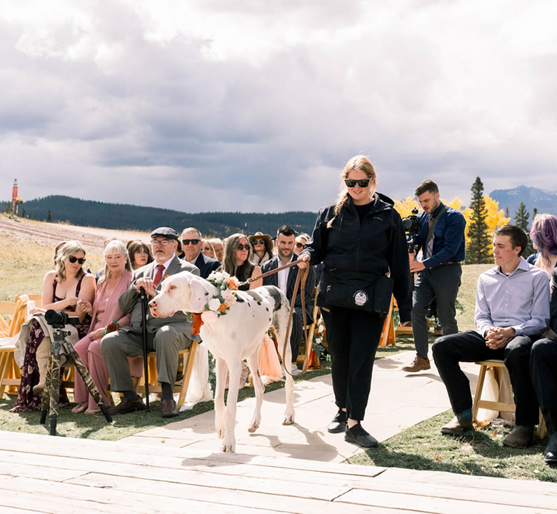 A Here Comes The Floof attendant walking a Great Dane in a floral collar down the aisle at an outdoor mountain ceremony