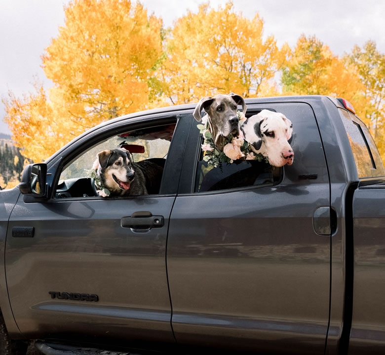 Three dogs in floral collars riding to a wedding venue in a pickup truck, golden aspens behind them