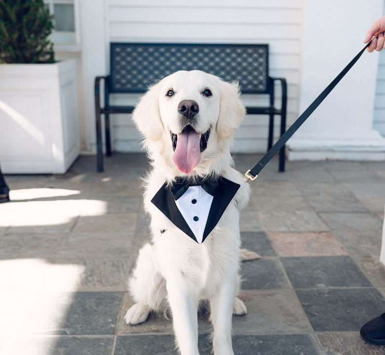 A golden retriever in a black wedding tuxedo bib sitting on a leash outside a venue