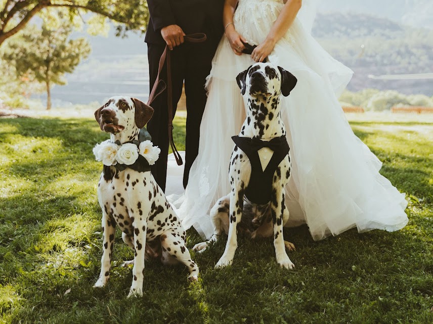 Two Dalmatians in a floral collar and a tuxedo harness standing in front of the bride and groom