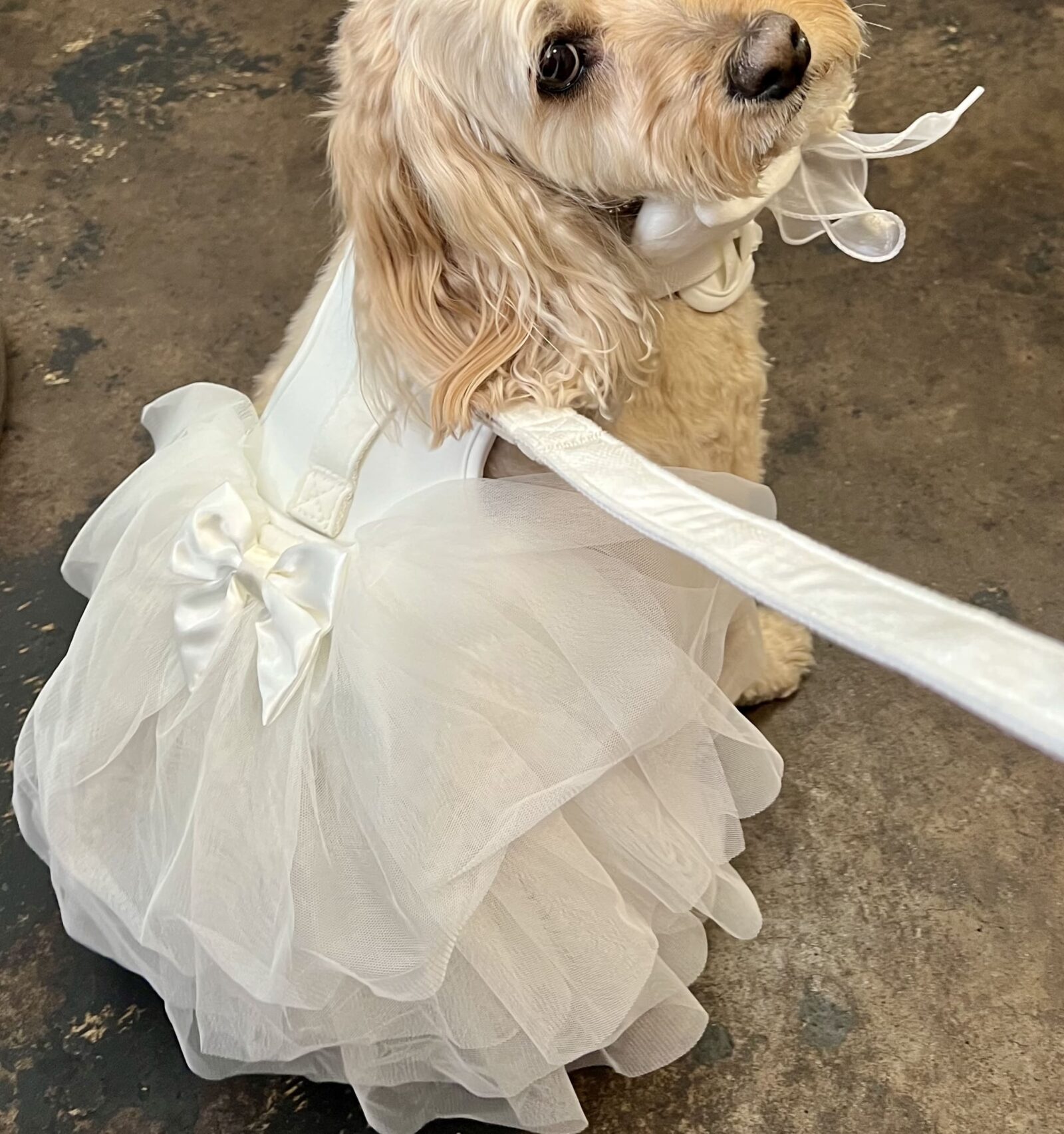A cream cocker spaniel wearing a white tulle wedding dress with a satin bow