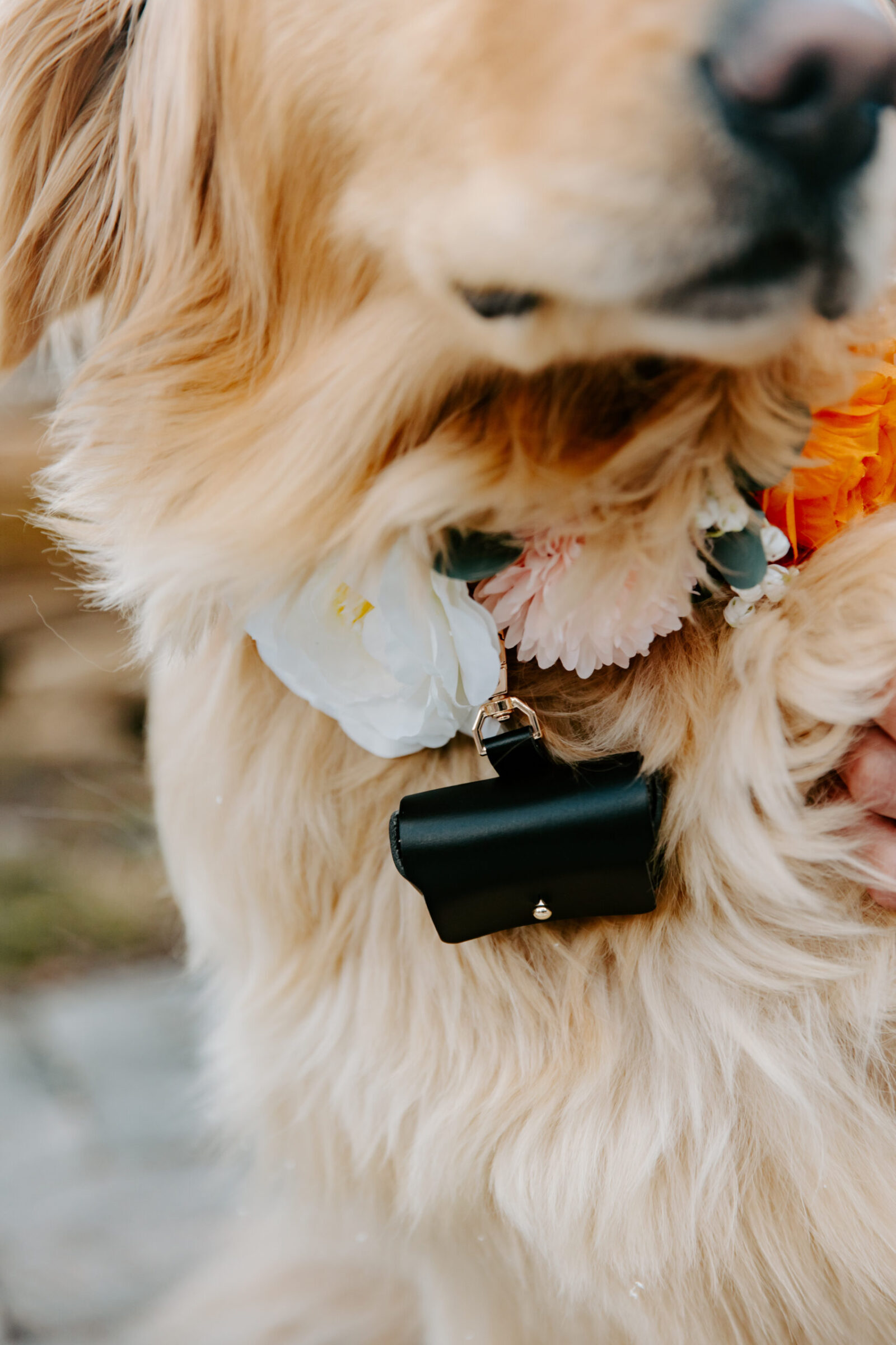 A golden retriever wearing a floral collar with a black ring bearer box attached