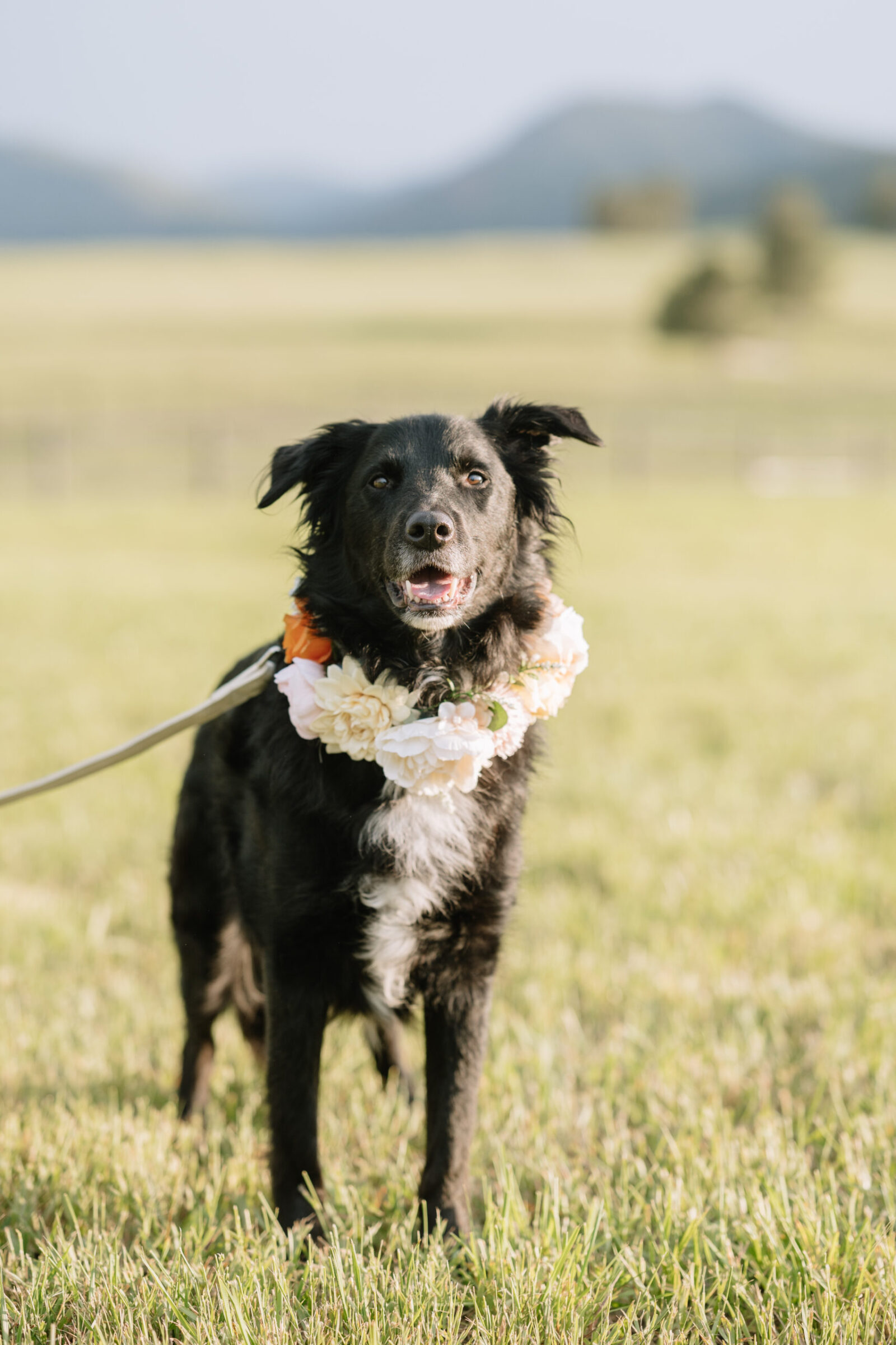 A black border collie mix wearing a cream floral wedding collar in an open field