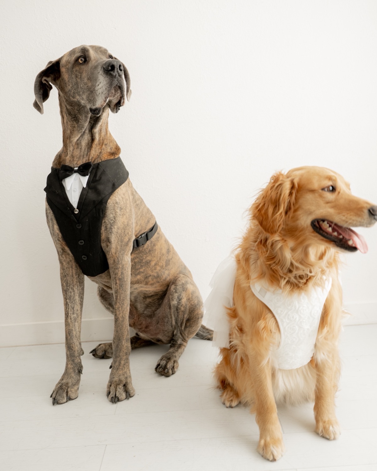 A Great Dane in a tuxedo harness beside a golden retriever in a white lace dress harness