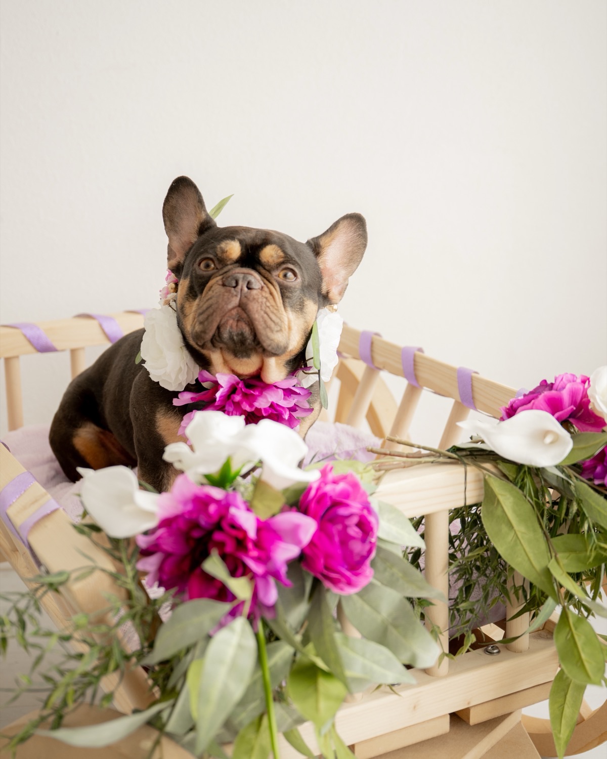 A French bulldog sitting in a rented wedding wagon decorated with pink and white flowers