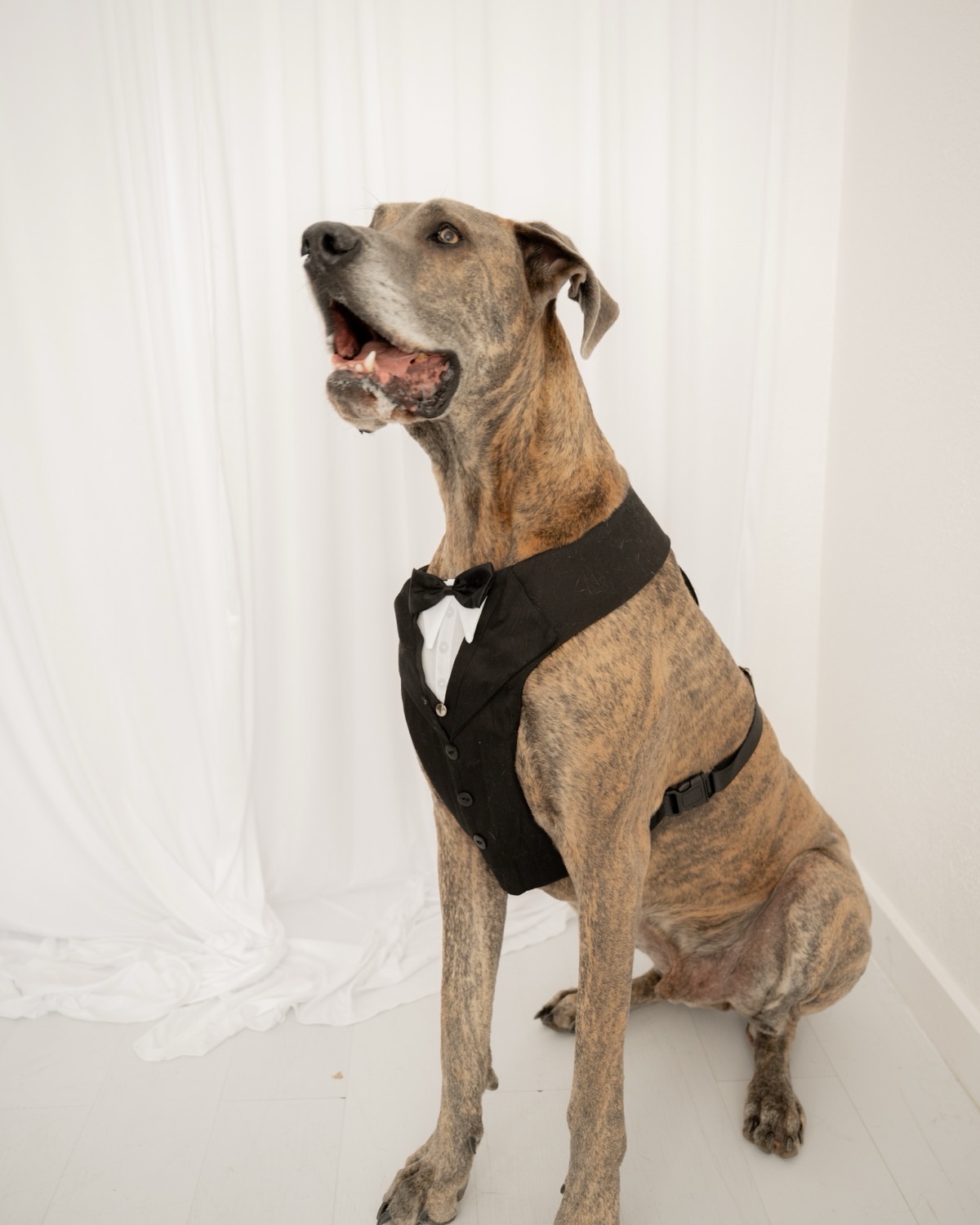 A brindle Great Dane wearing a rented black tuxedo harness with a bow tie