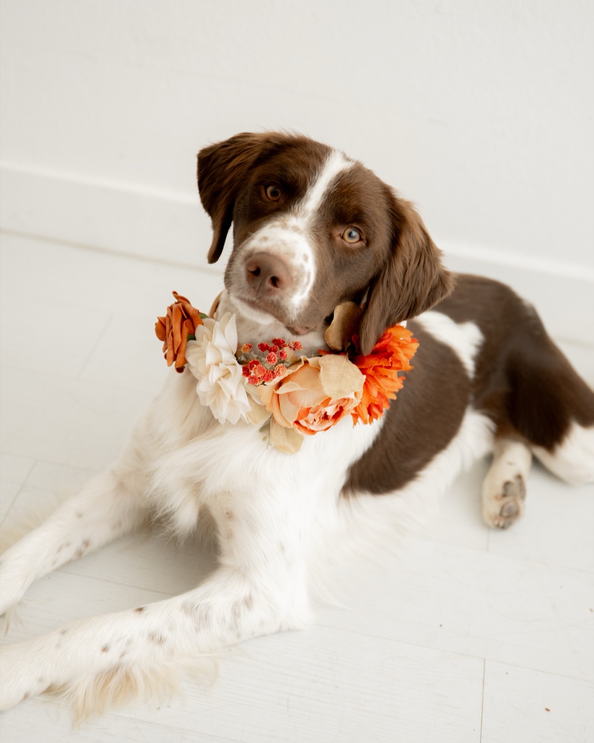 A springer spaniel wearing a rented orange and cream floral wedding collar