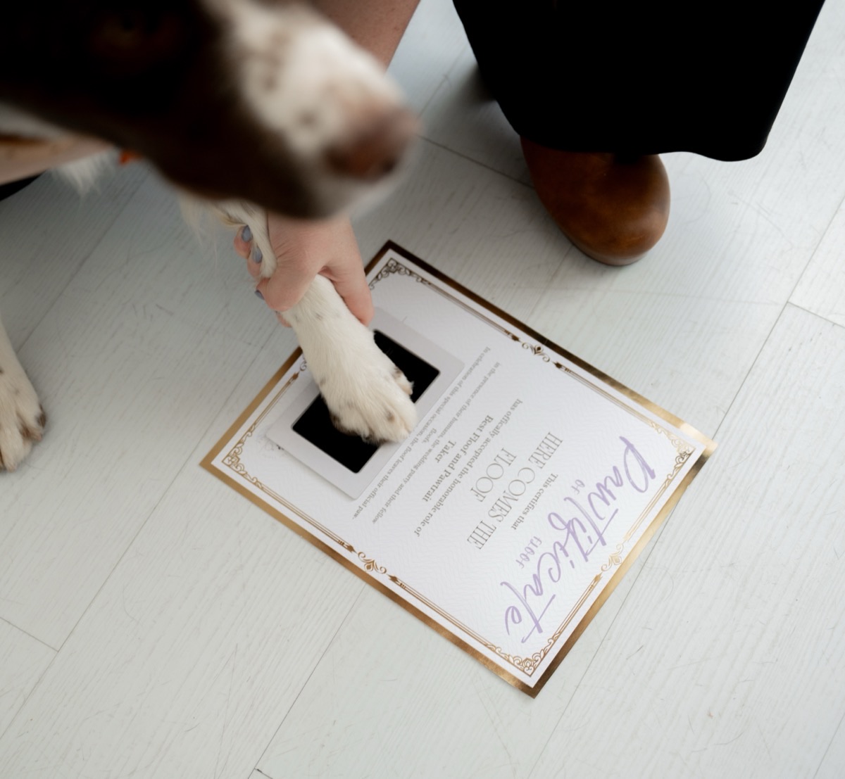 Dog paw being pressed onto a Here Comes the Floof Marriage Pawtificate keepsake certificate